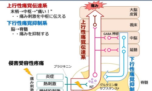 奥贝沙坦和厄贝沙坦哪个效果好-【奥贝沙坦药有副作用吗】奥贝撒坦片早上吃好还是晚上吃好 - 奥贝沙坦胶囊又名网